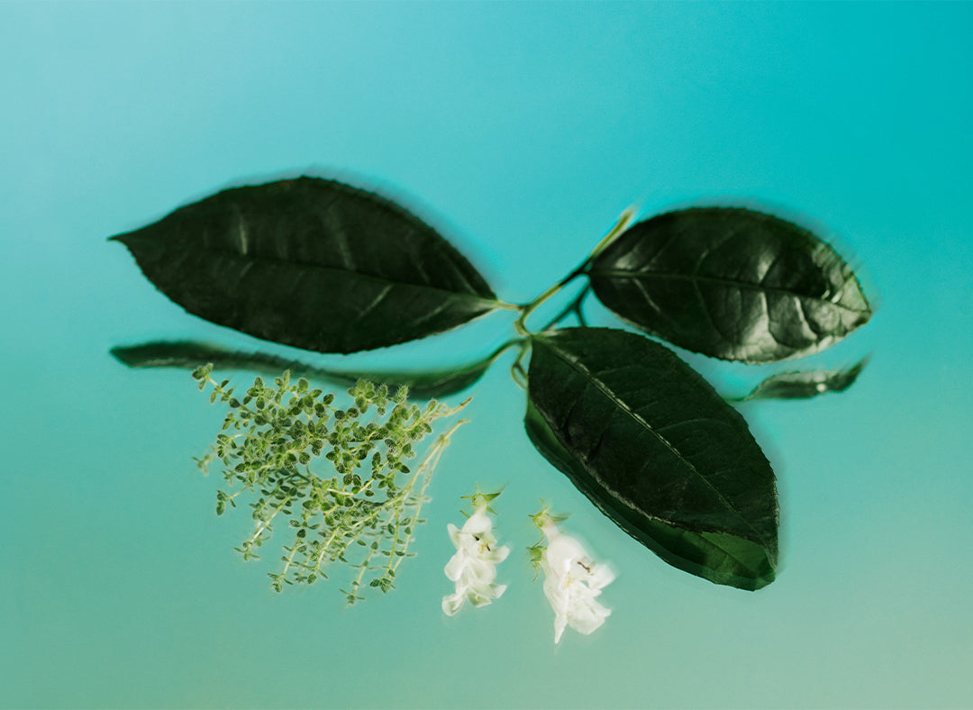 white tea & thyme plant 