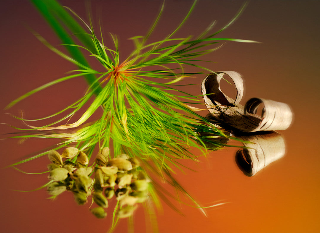 Santal scent